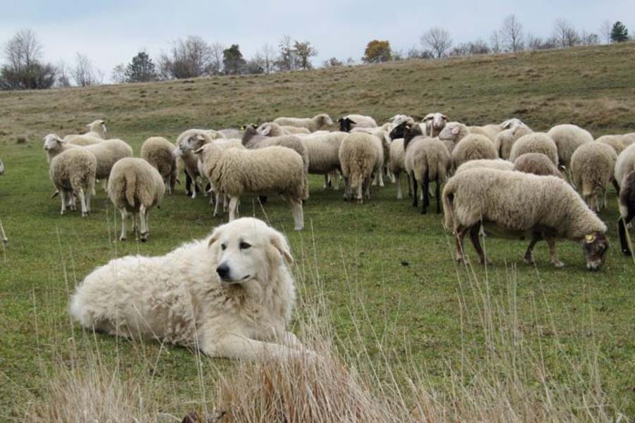 Read more about the article Transumanza patrimonio Unesco ma con 1 milione di pecore è sos pastori